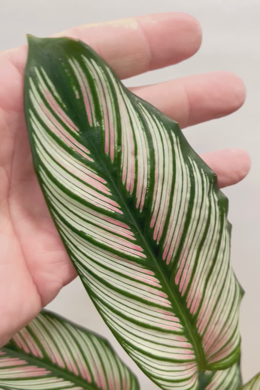 【カラテア ホワイトスター】ホワイトの美しい葉にピンクのラインが入った素敵な品種！スリムな樹形も素敵なポイントです！