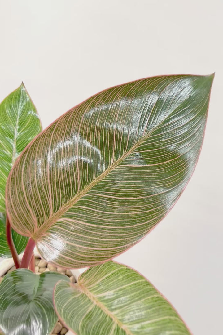 【フィロデンドロン ピンクバーキン】良い色出ています！葉色がピンクのバーキン。超美品ですのでお勧めします！