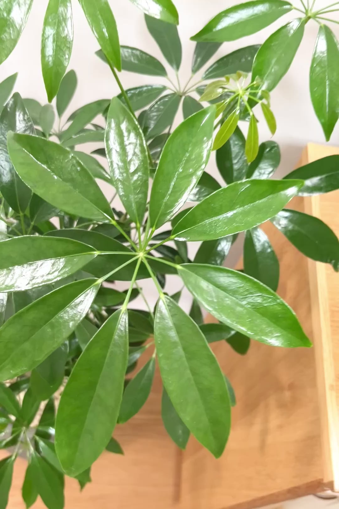 【シェフレラ コンパクタ】この樹形は良い！温暖な鹿児島県指宿市で育てられたとてもスタイリッシュで個性的な樹形です！めちゃくちゃ丈夫な品種です！