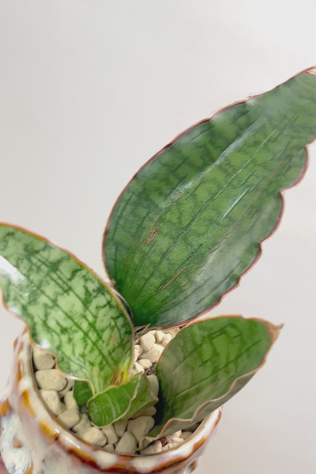 【サンスベリア シルバーブルー】手のひらサイズ！かなりの希少種！もう作っている人はほとんどいないと思います！