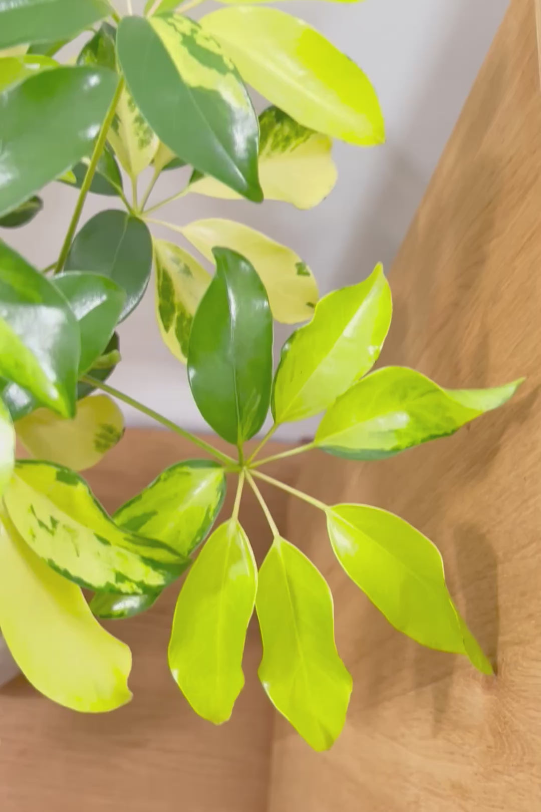 【シェフレラ ゴールドリーフ】シェフレラの中でも大き目の葉っぱ。あまり流通しない希少種ですのでおススメですよ！