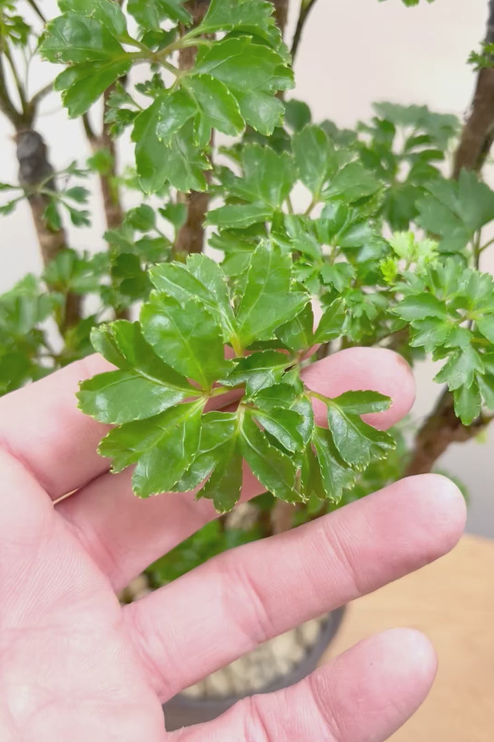 【ポリシャス ロベル】シックな色のPOT。温暖な鹿児島県でじっくりと育てられました！細やかな葉っぱとゴリゴリの幹が素敵！ (コピー)