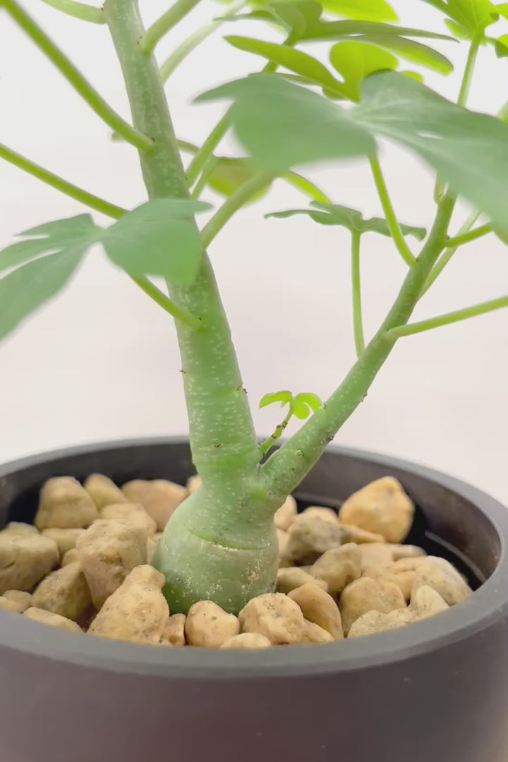 【アデニア】こう見えて葉っぱは多肉質なんです。幹もとてもかわいいので是非とも手に取っていただきたいです！