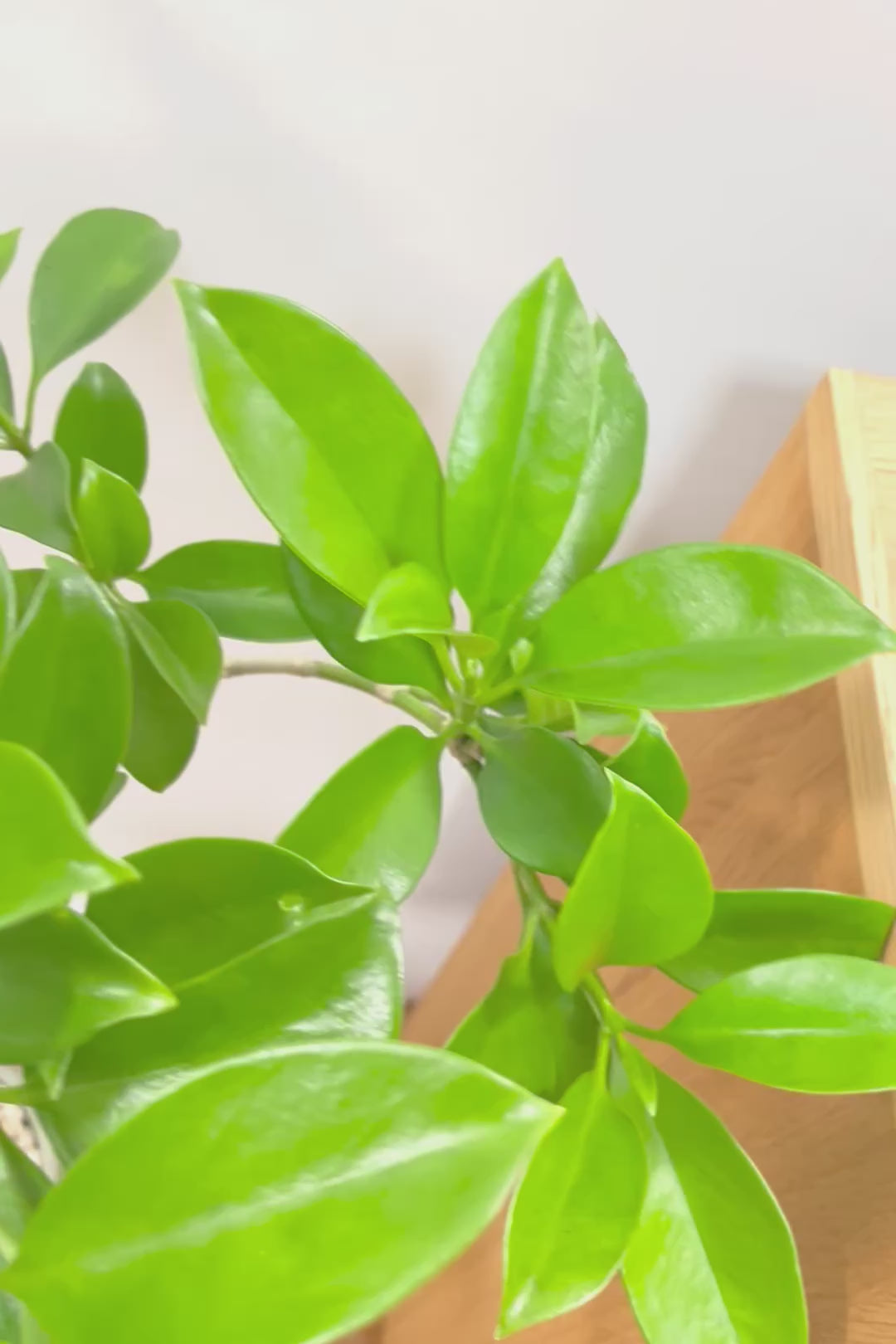 【ファグラエア】温暖な鹿児島県でしっかりと育てられました！個性的な幹も魅力的な人気の観葉植物です！