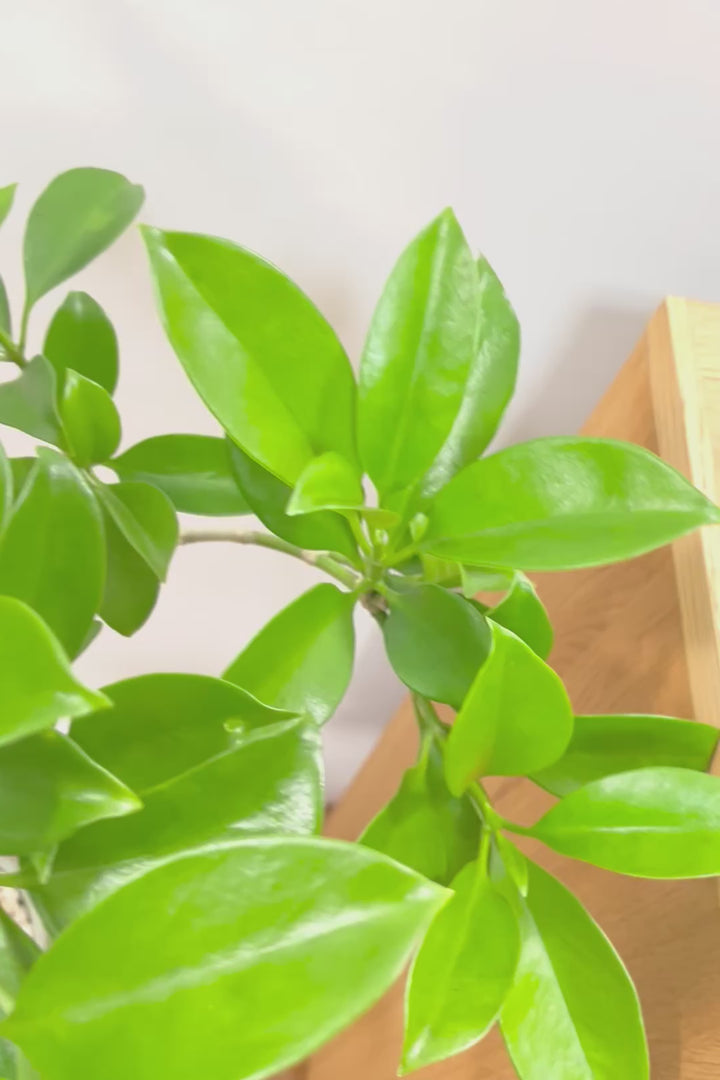 【ファグラエア】温暖な鹿児島県でしっかりと育てられました！個性的な幹も魅力的な人気の観葉植物です！