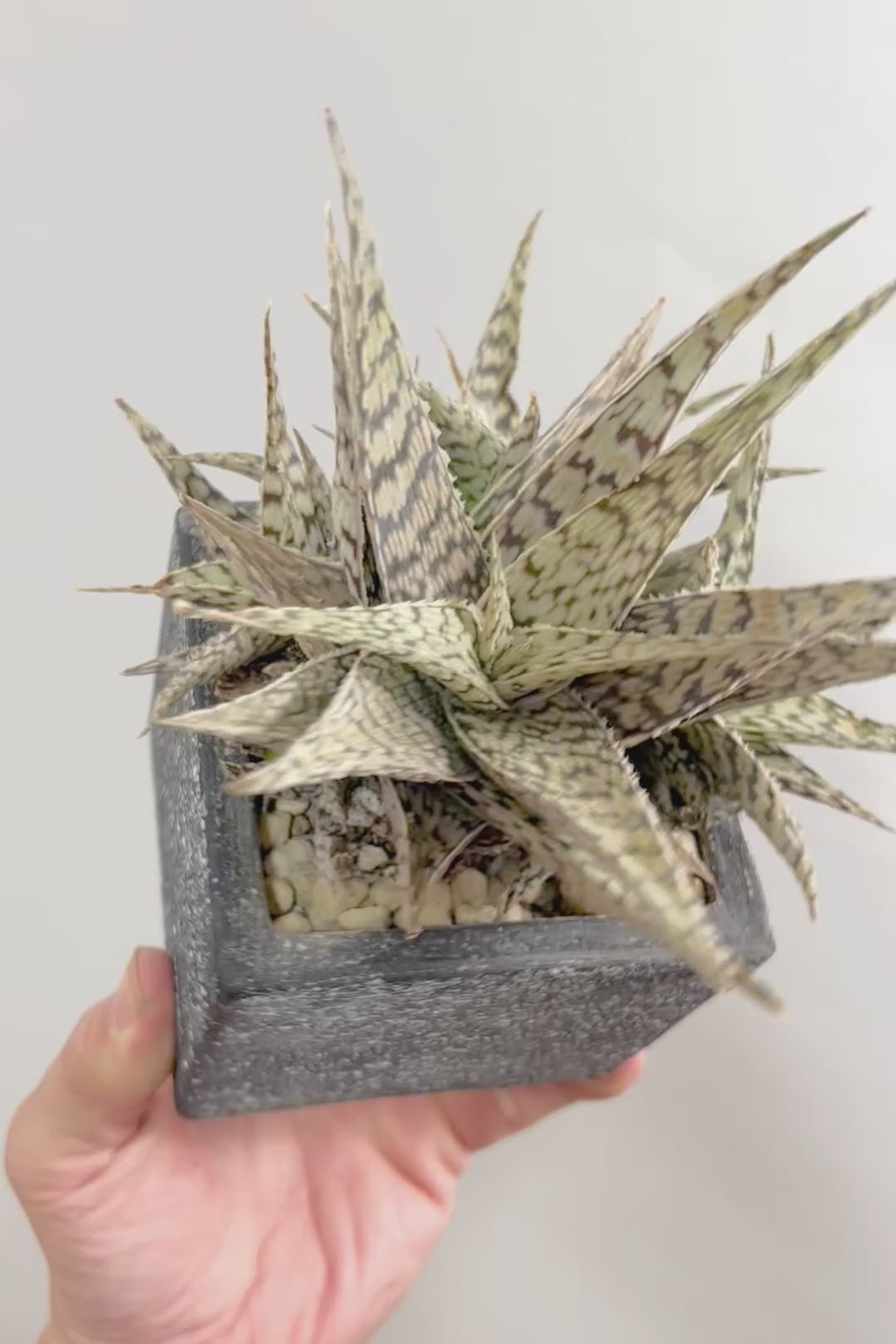 【アロエ ブリザード】APEGOでかなり長い期間をかけて大きく、そしてボリューム良く育てました！これは他には無い特別な一鉢です！