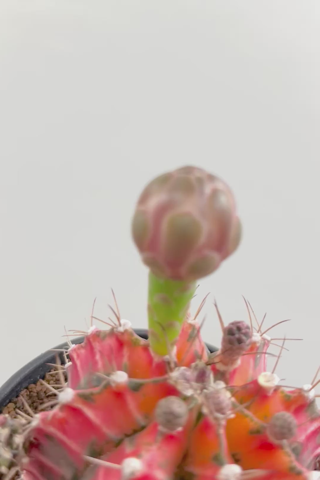 【ギムノカリキウム】もうすぐ咲きますよ♪個性的で独特な大型種！鮮やかな色合いがGOOD！