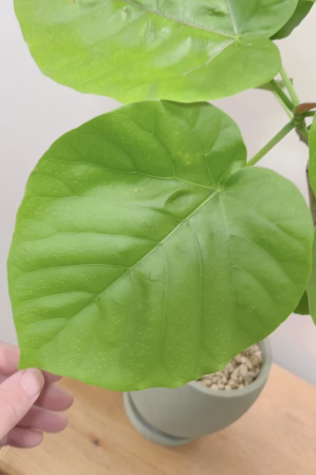 【ウンベラータ】曲り樹形の名手でもある生産者さんが手塩に掛けたバランスの良い素晴らしい樹形です！お手頃ないいサイズ感です！