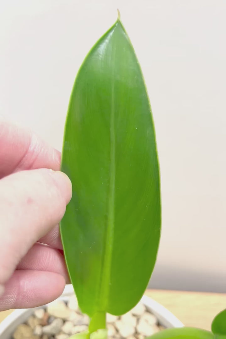 【フィロデンドロン キャニホニウム】APEGO初入荷！葉の根元が膨らんだオモシロいフォルムなんです！