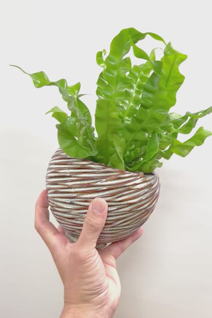 【アスプレニウム クリスピーウェーブ】APEGO初入荷！ウェーブした葉形がたまらなくかわいいんです！日陰に強く育てやすい観葉植物です！