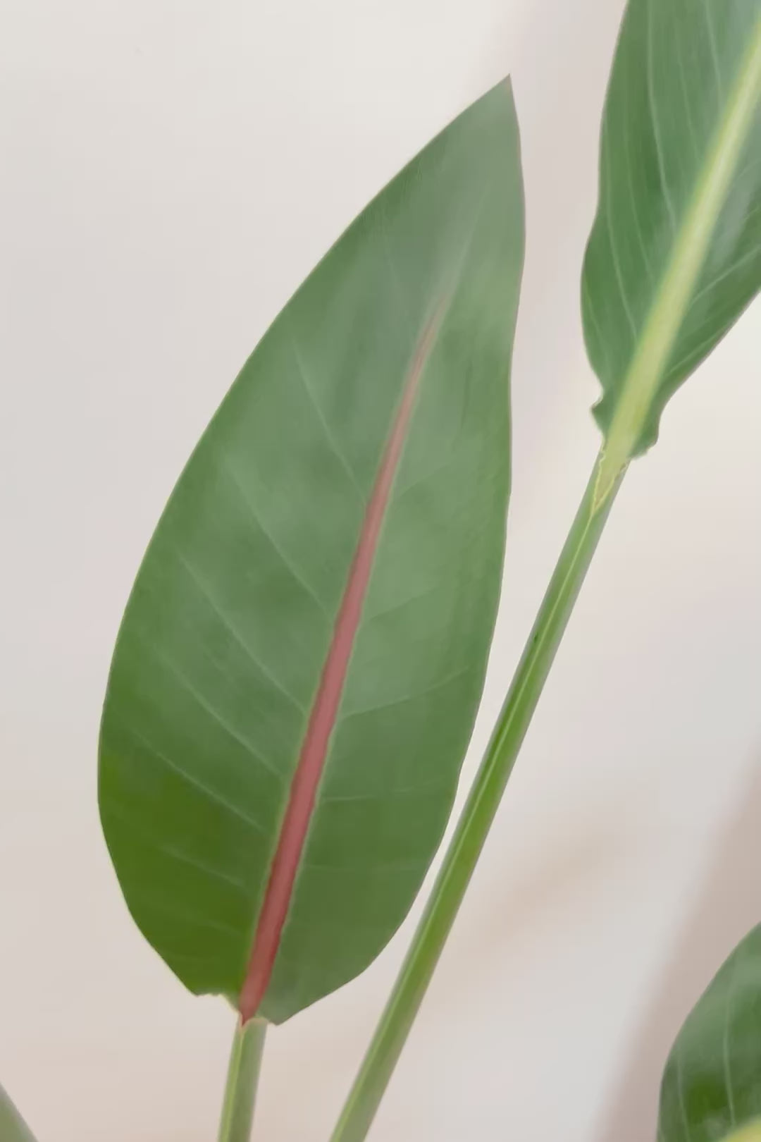 【ストレチア レギネ】最高のバランス！ロングPOTもスタイリッシュなので植物との相性がいい！