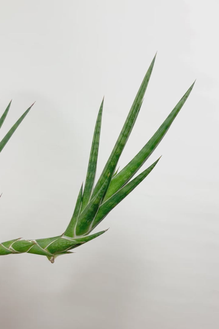 【サンスベリア フランシシー】今回は少し大き目タイプ！愛知県の生産者さんが手間暇かけて作りました！この樹形は唯一無二だと思います！