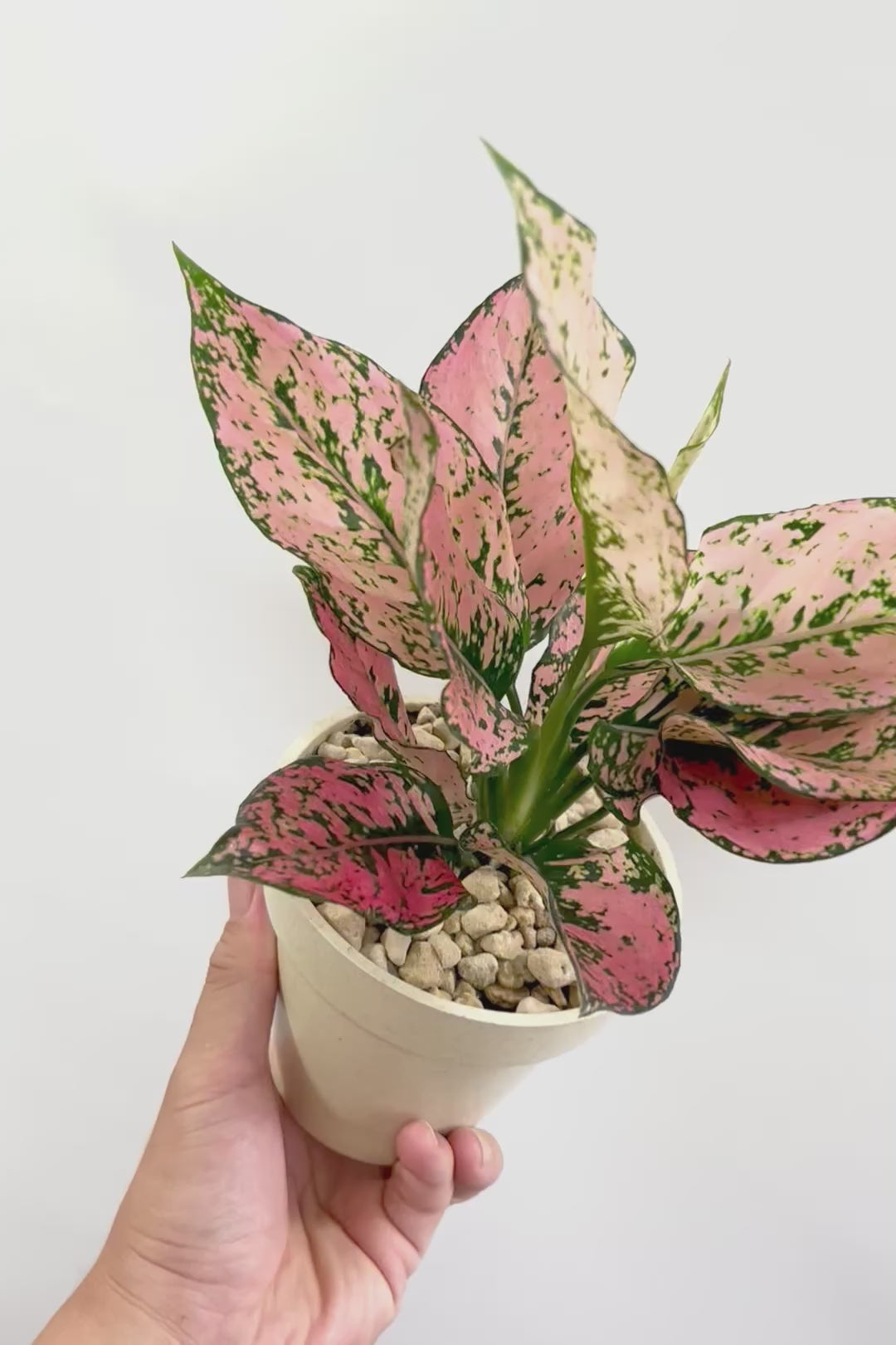 【アグラオネマ カンクンピンク】APEGO初入荷！新芽が多くてピンクの絶妙な葉色がたまらない！お手頃はプラスチック鉢でのご提案です！