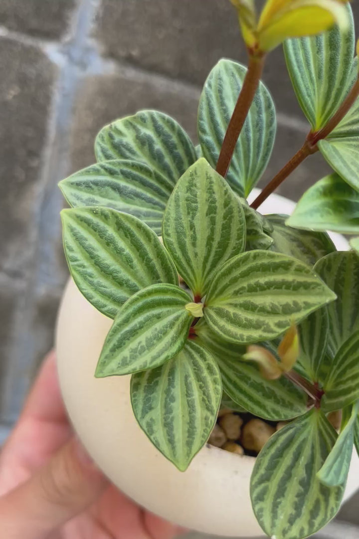 【ペペロミア  プテオラータ】ひときわくっきりとした縦じまが特徴！新芽はとてもかわいいので必見ですよ！