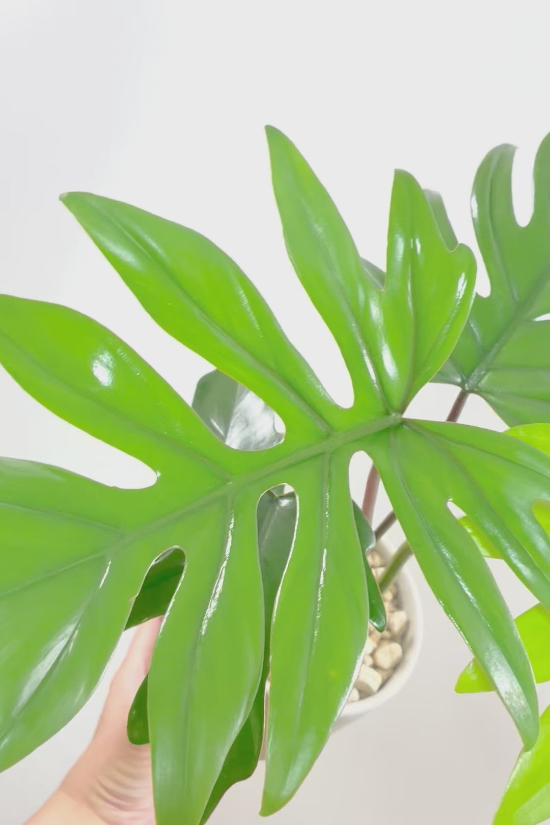 【フィロデンドロン マヨイタヒチ】高さ43センチのボリュームのあるサイズ感！スタイリッシュなデザインのPOT！かわいいギザギザの葉が特徴です！