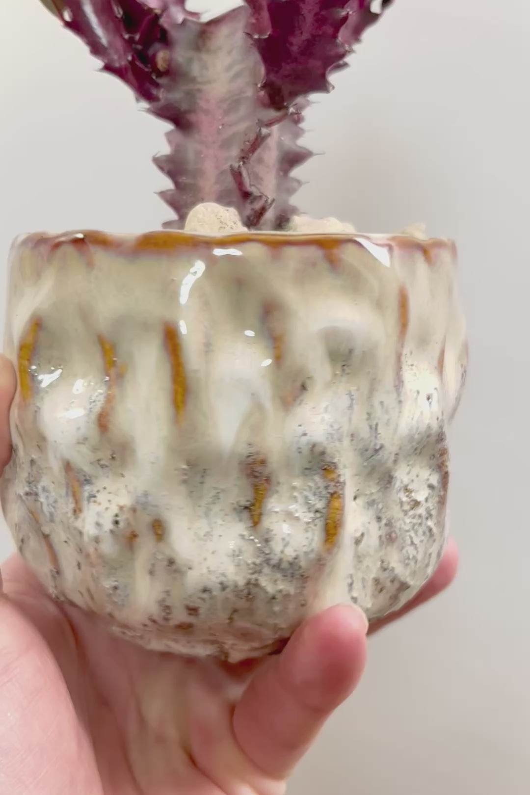 【ユーフォルビア 紅彩雲閣】とても美しく色付いた幹肌！この季節が一番美しい多肉植物ですよ！