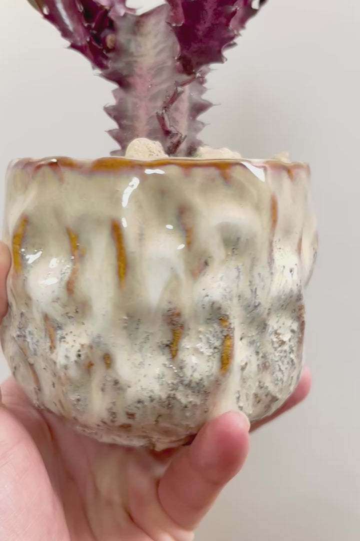 【ユーフォルビア 紅彩雲閣】とても美しく色付いた幹肌！この季節が一番美しい多肉植物ですよ！