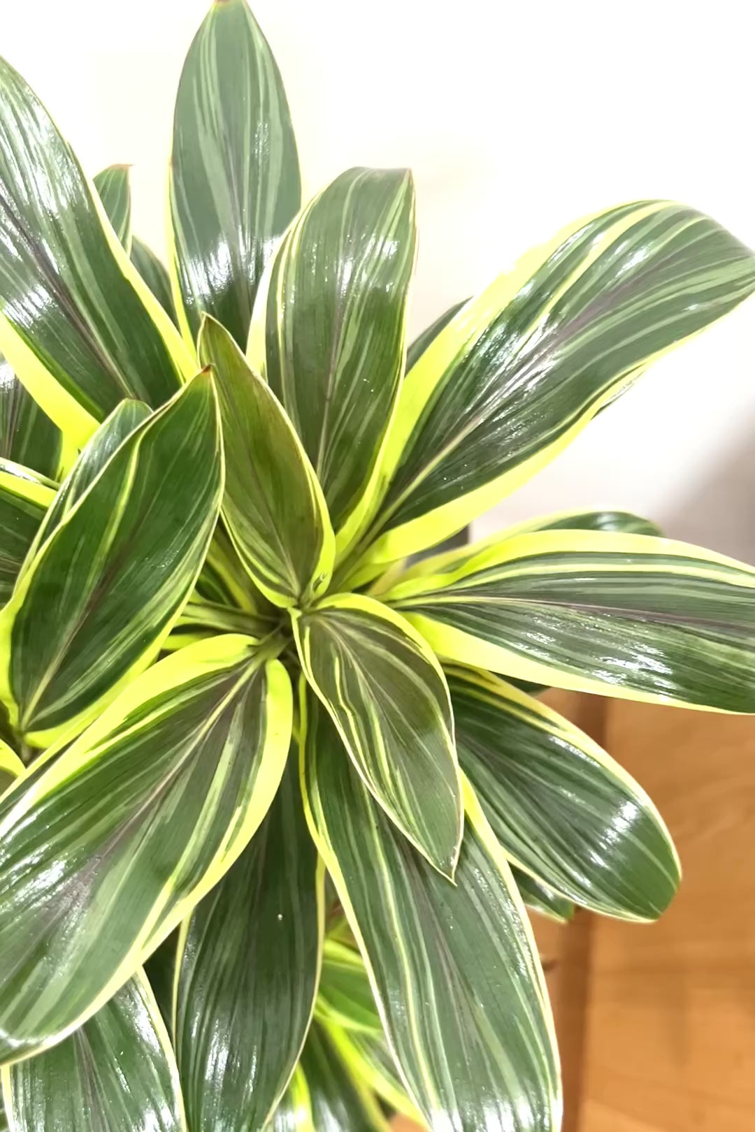 【コルジリネ コーヒーコンパクタ】本当に丈夫で育てやすい！そして葉色がとても美しい！特に新芽は美です！