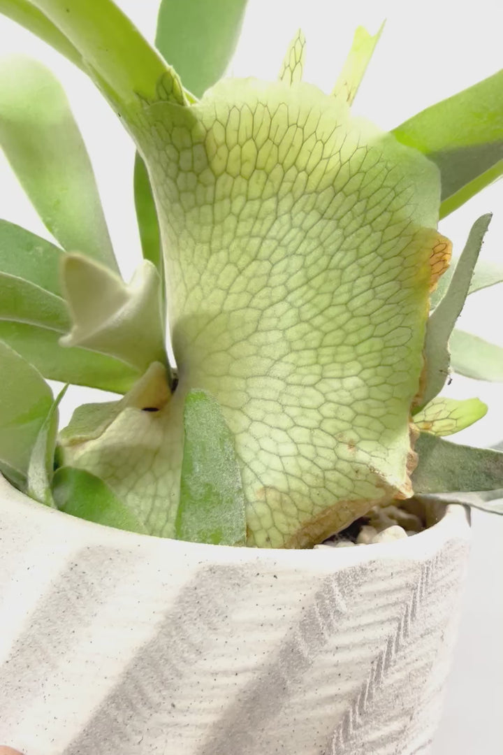 【コウモリラン ベイチー】このサイズ感はかなり希少！愛知県のコウモリランの有名生産者さんのこだわりの逸品！