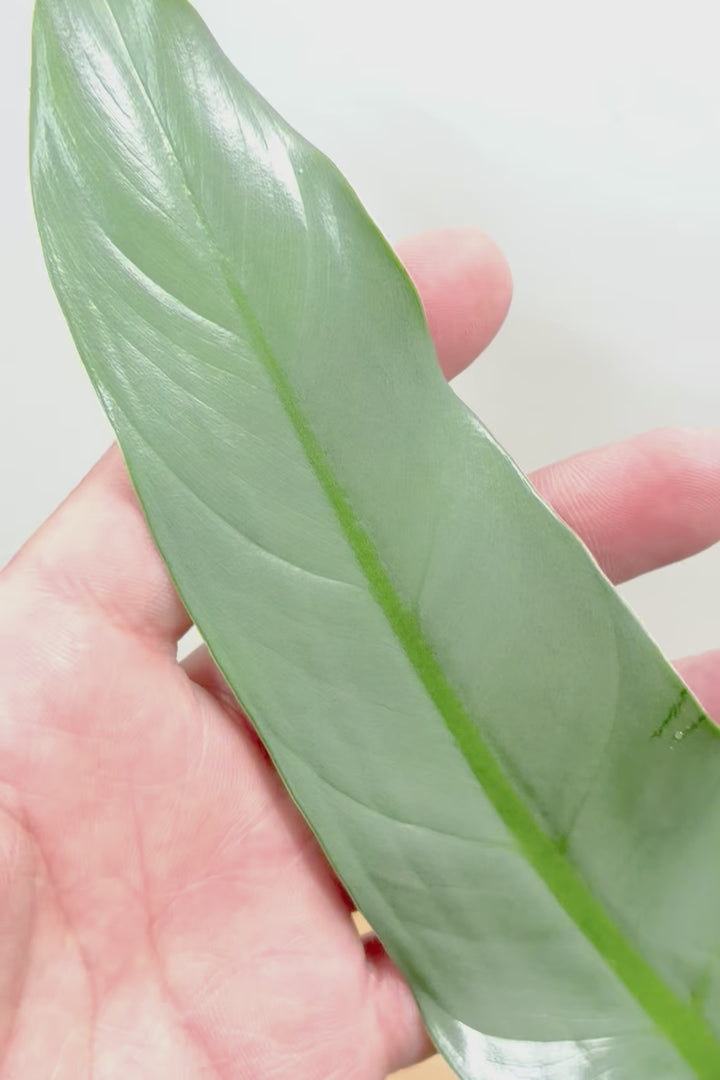 【シルバーメタル】高さ46cmの珍しいタイプ！幹立ちしたものは私も初めて見ました！とても充実したいい株だと思います！