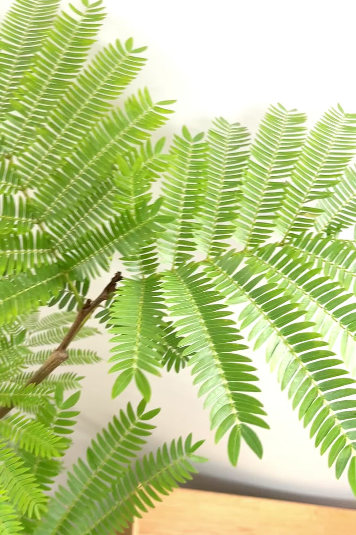 【エバーフレッシュ】個性的にカーブした幹！幹はとてもしっかりとしていますので、存在感がありますよ！