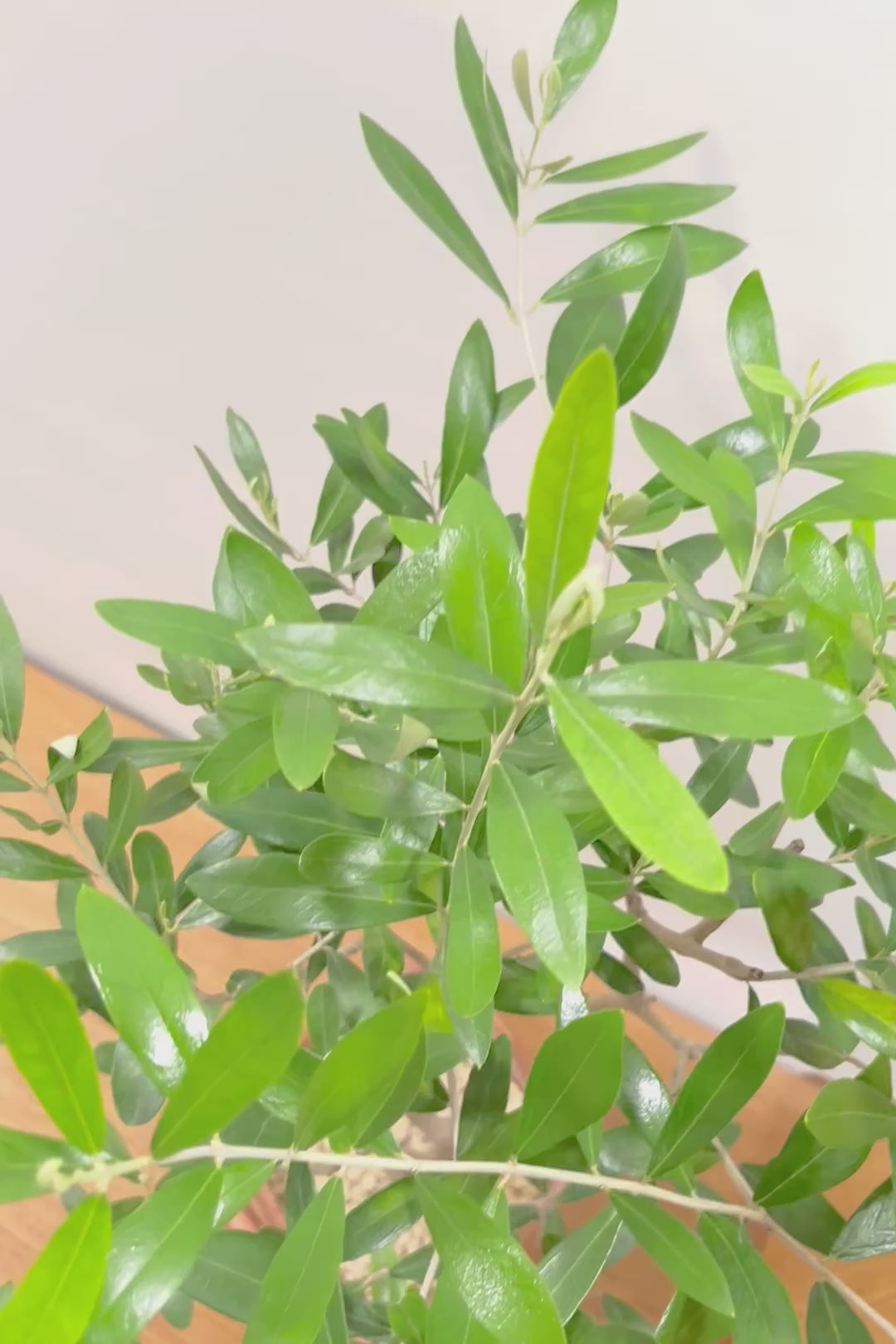【オリーブ】かわいいサイズ！お庭や玄関ポーチなどにオススメのサイズ感です。育てやすく丈夫ですので、ぜひともご検討ください！