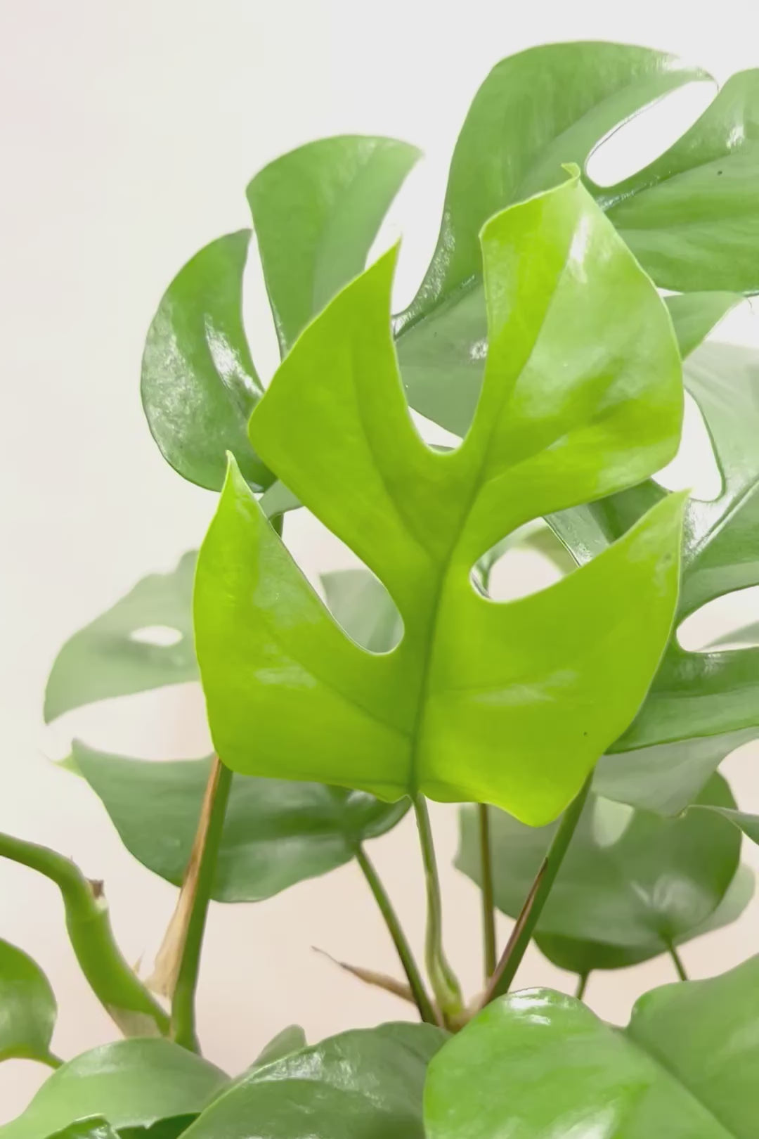 【モンステラ ミニマ】一番人気のサイズ！かなりボリュームあります！葉もとてもきれいで最高の状態です！