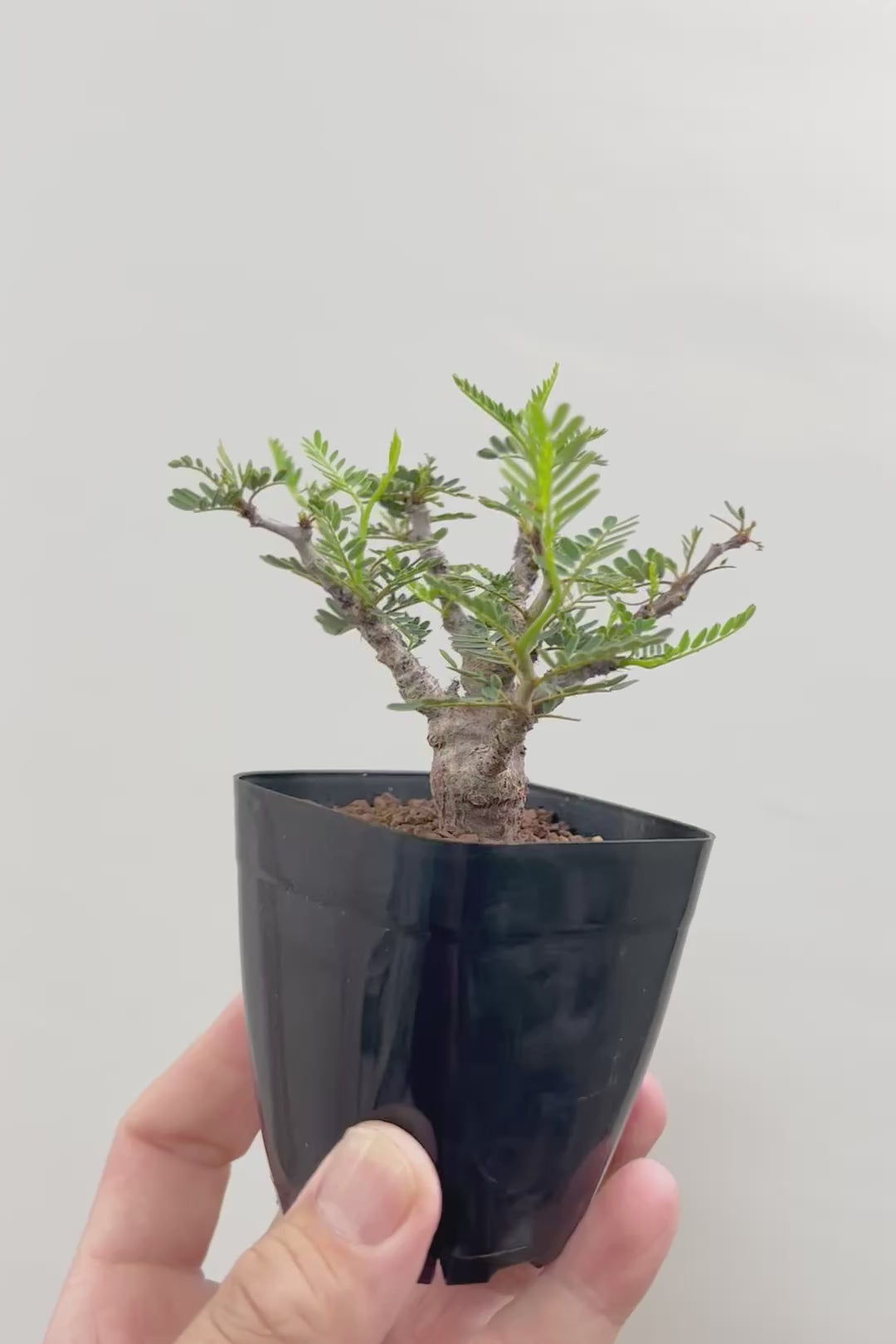 【センナ メリディオナリス】全高15cm！APEGOでは初入荷の個性的な植物！夜になると葉を閉じる性質があります！枝分かれが多い個体です！