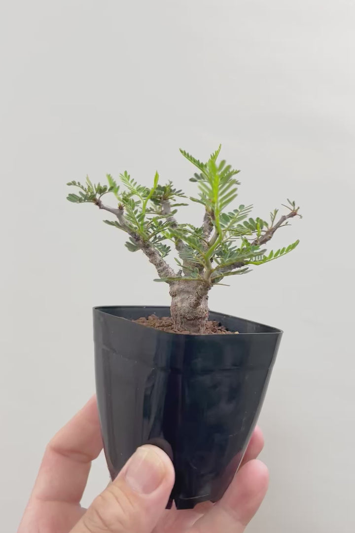 【センナ メリディオナリス】全高15cm！APEGOでは初入荷の個性的な植物！夜になると葉を閉じる性質があります！枝分かれが多い個体です！