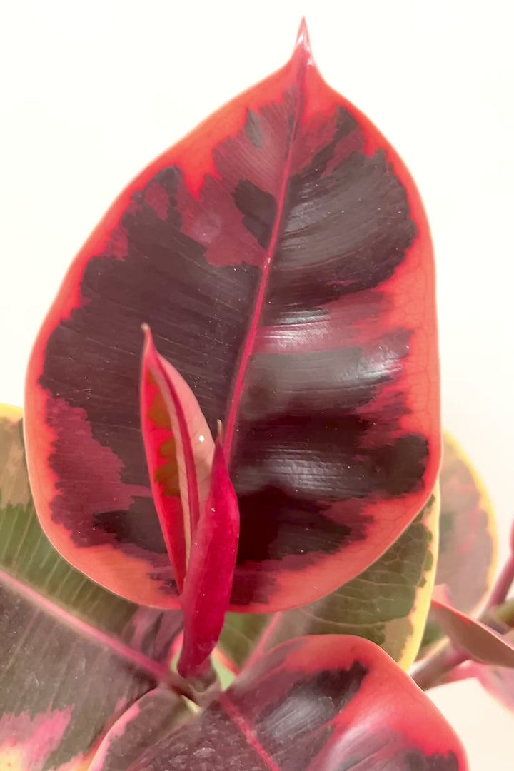 【フィカス ルビー】今回はBIGサイズ！軽量で扱いやすい樹脂製のPOTです！とにかく葉色が抜群！ここまで発色が良いものはレアですよ！