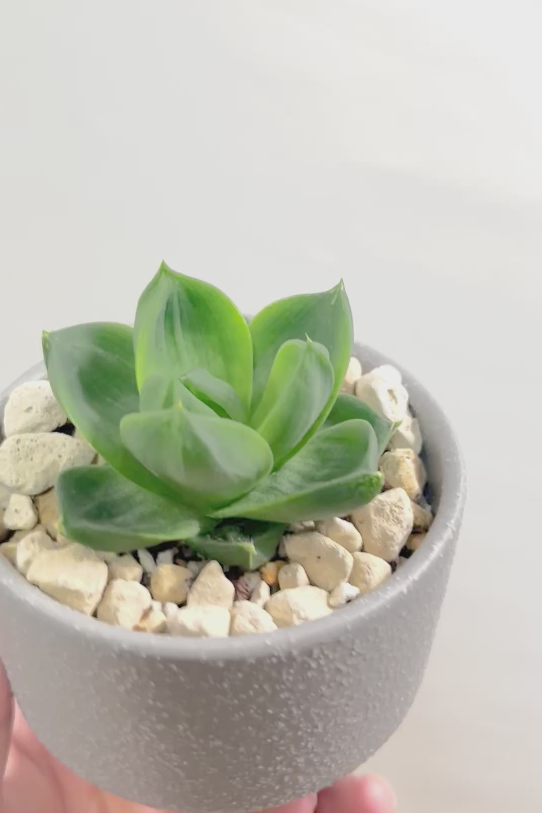 【ハオルチア 丸葉シンビフォルミス】まるでお花のようなかわいい葉っぱ！ハオルチアの中でも人気の品種なのでおすすめです！