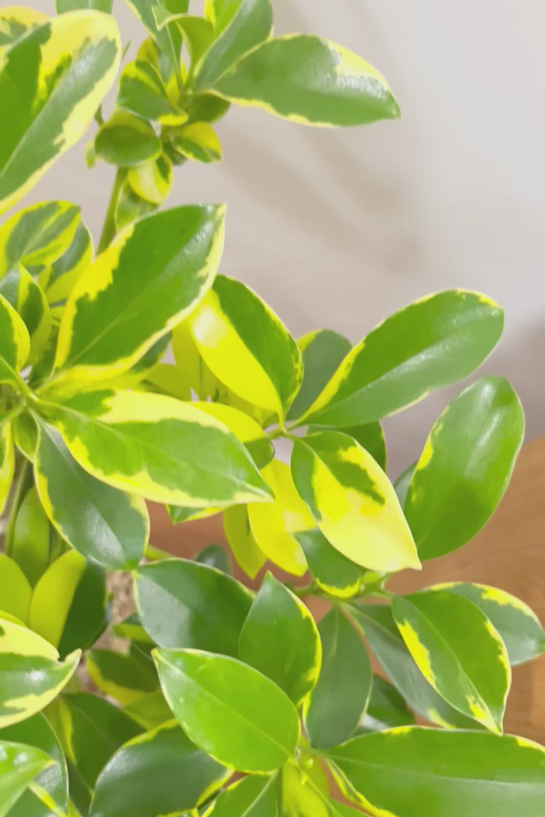 【ファグラエア バリエガタ】きれいに整った樹形！かなりレアな斑入り種です!日陰に強く育てやすい！