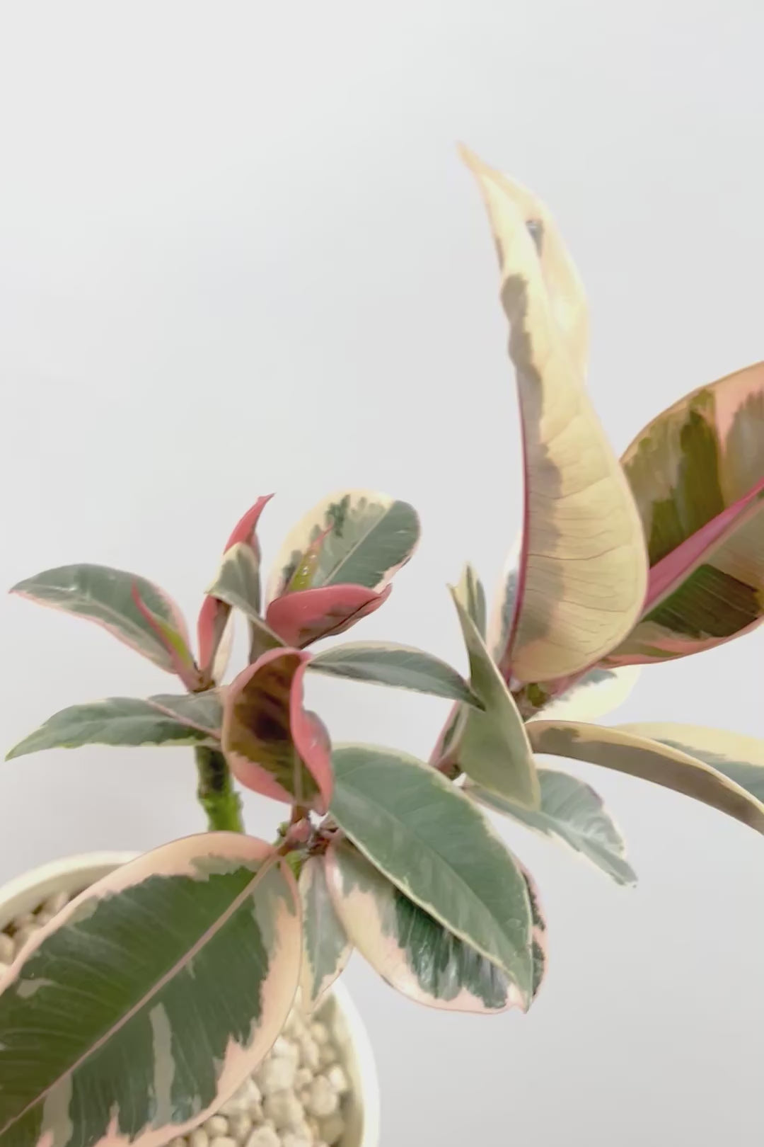 【フィカス ティネケ】軽量で扱いやすいプラスチックPOT！タイトな樹形が素敵！しかも今回は最高の葉色に仕上がりました！おすすめです！