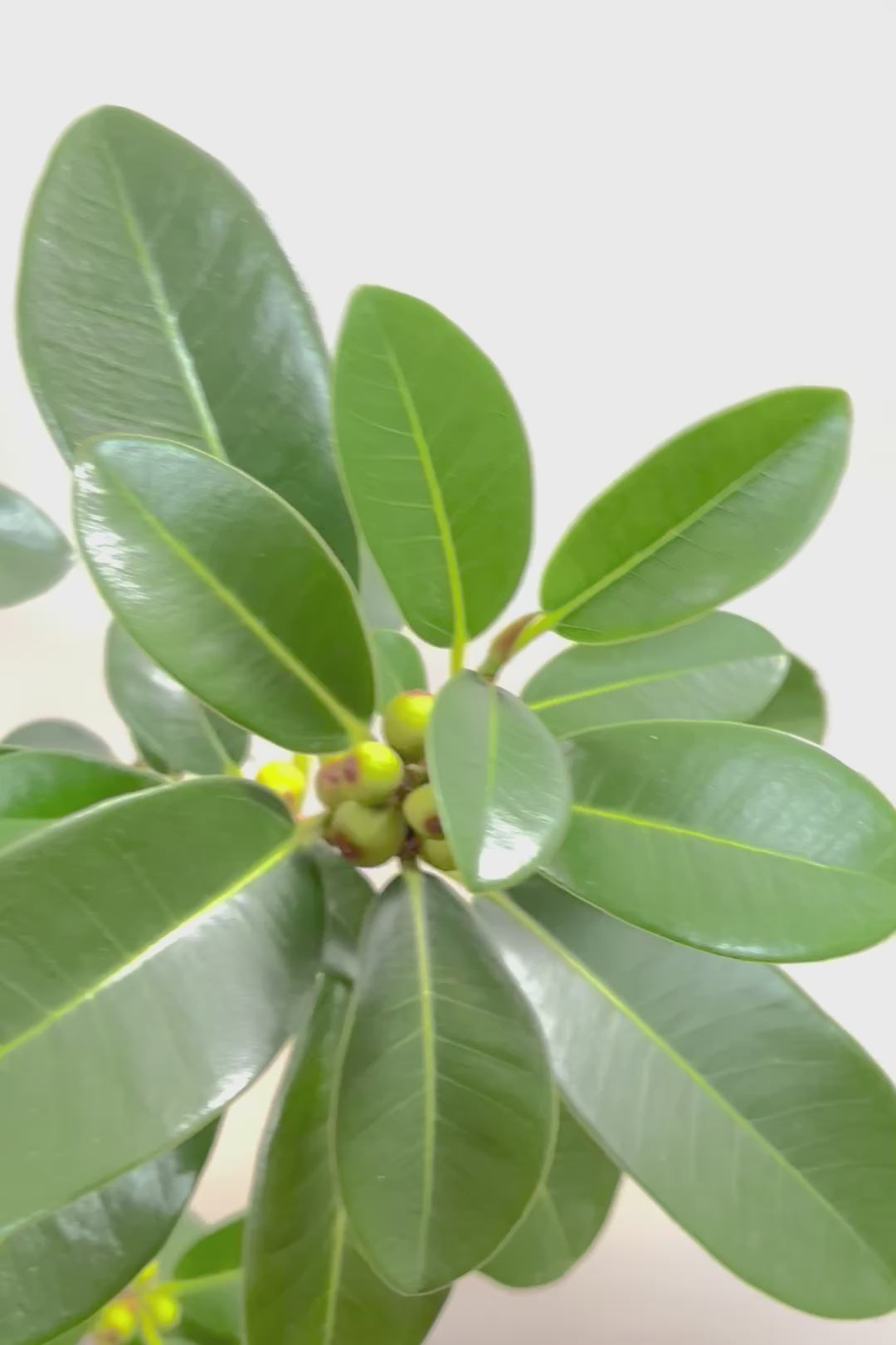 【フランスゴム】素晴らしいお手本のようなS字樹形！これはホントに素敵だと思います！