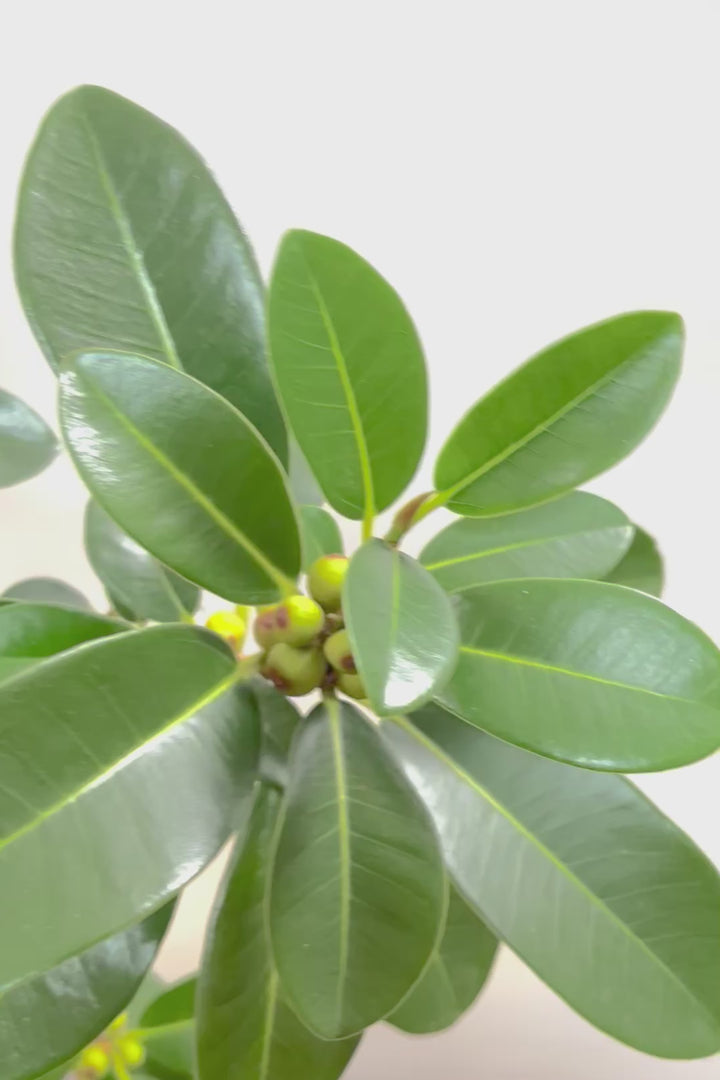 【フランスゴム】素晴らしいお手本のようなS字樹形！これはホントに素敵だと思います！