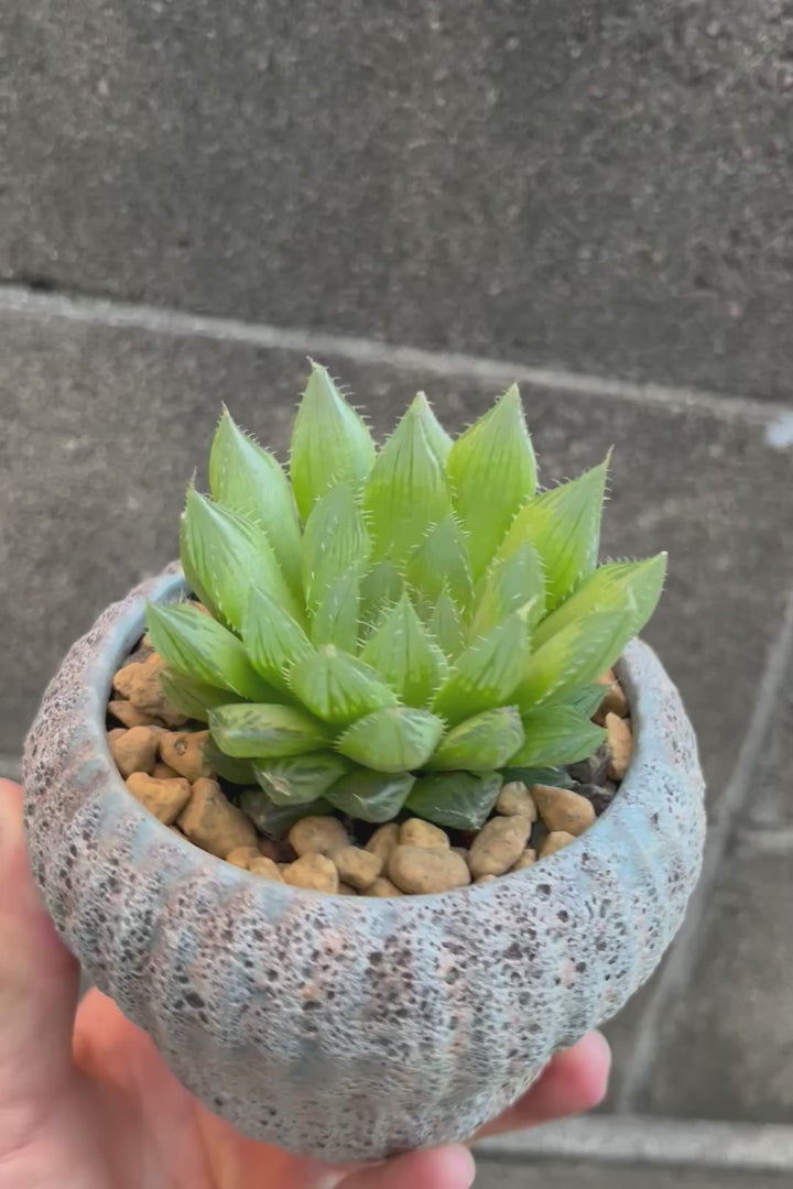 【ハオルチア 青雲の舞】ぷにぷにしていてかわいい♪少しシャープなカッコいい葉っぱです！