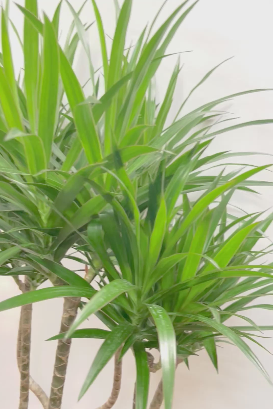 【ドラセナ ナビ】沖縄でじっくりと育てられたボリュームのあるスタイリッシュな樹形！他にはない樹形です