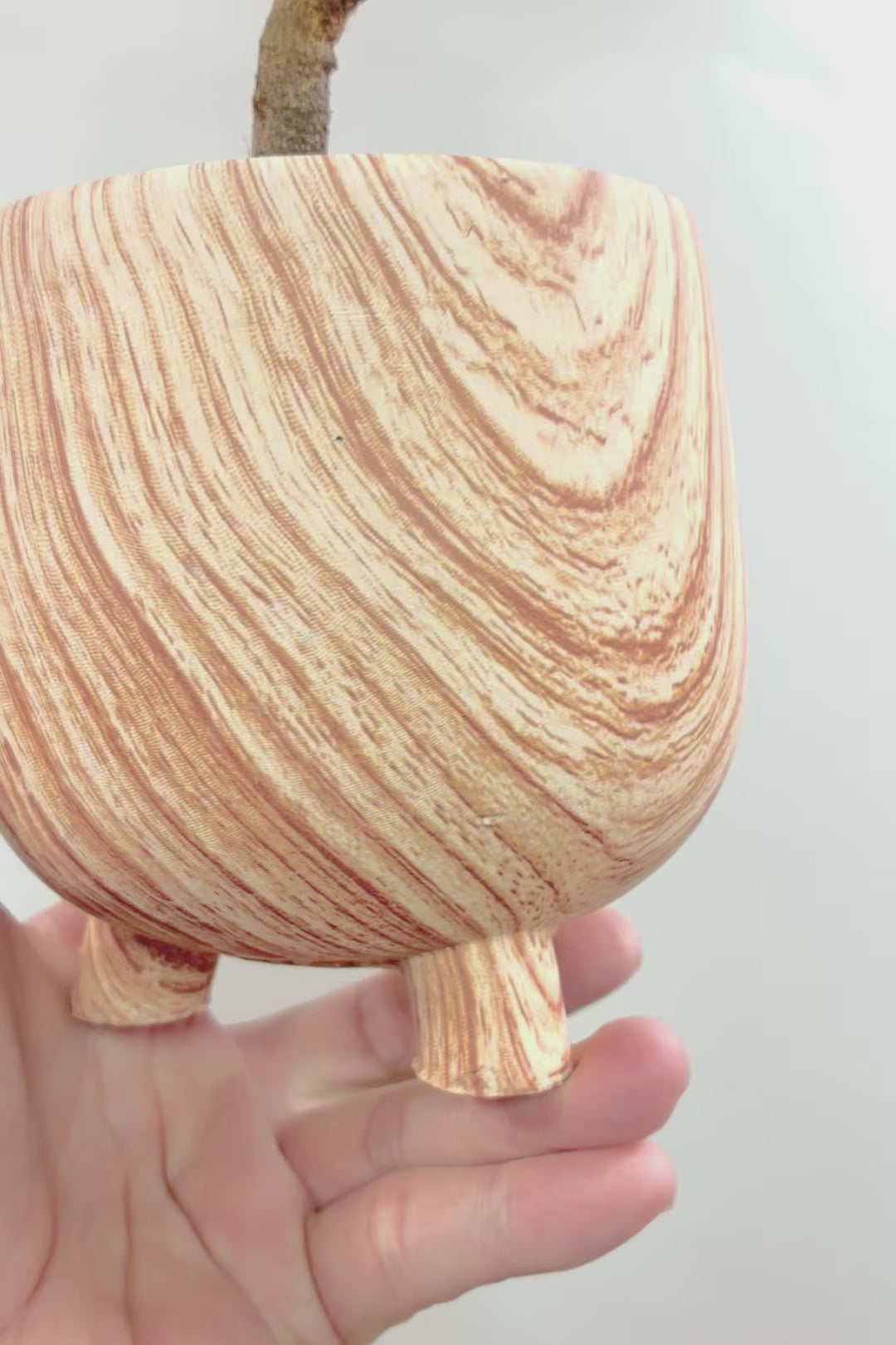 【フランスゴム】高さ50cmのかわいい脚付きPOT！幹のカーブがとても美しいのでインテリアにはピッタリですよ♪