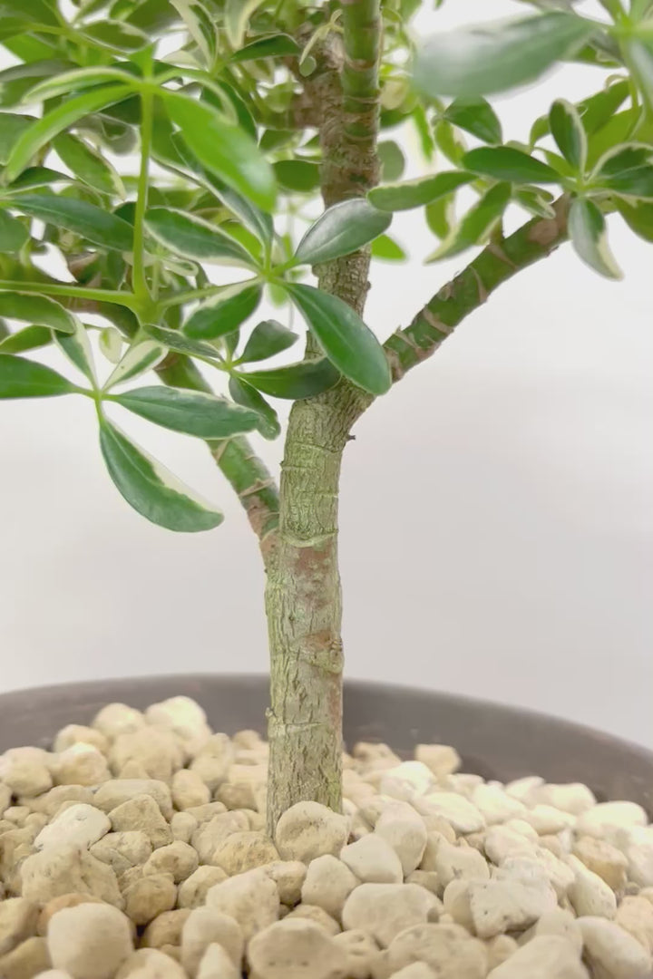 【シェフレラ ムーンドロップ】良い幹を選んできました！しっかりとした幹が美しく、丈夫で育てやすいので初心者の方にもおすすめ！