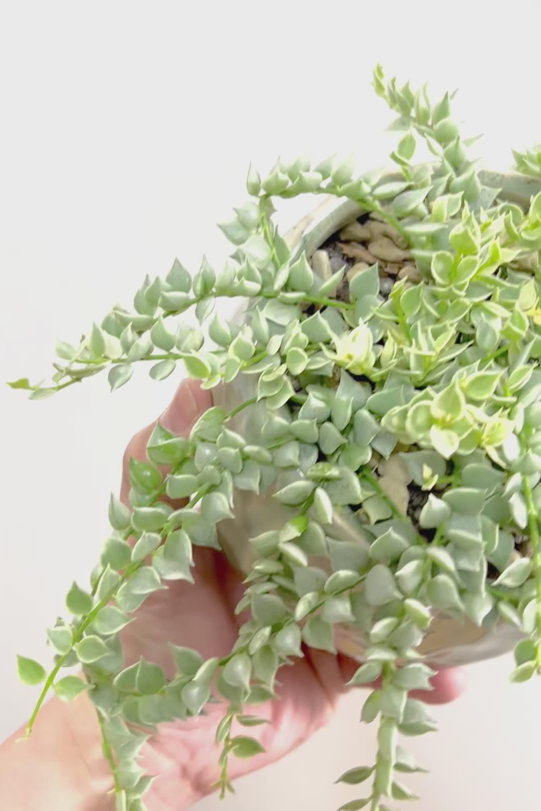 【ディスキディア ミリオンハート バリエガタ】久々の入荷！今回の葉最高の仕上がりの爽やかな葉色！ミニミニの葉がとてもかわいいです！