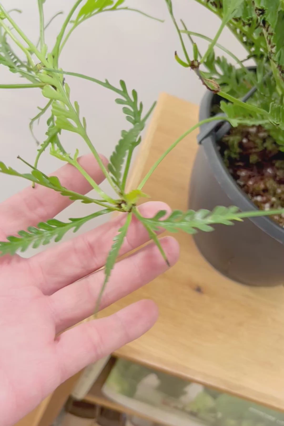 【アスプレニウム  ケンゾイ】APEGO初入荷品種。ユニークな形状の葉が素敵なんです！ぜひご覧ください！