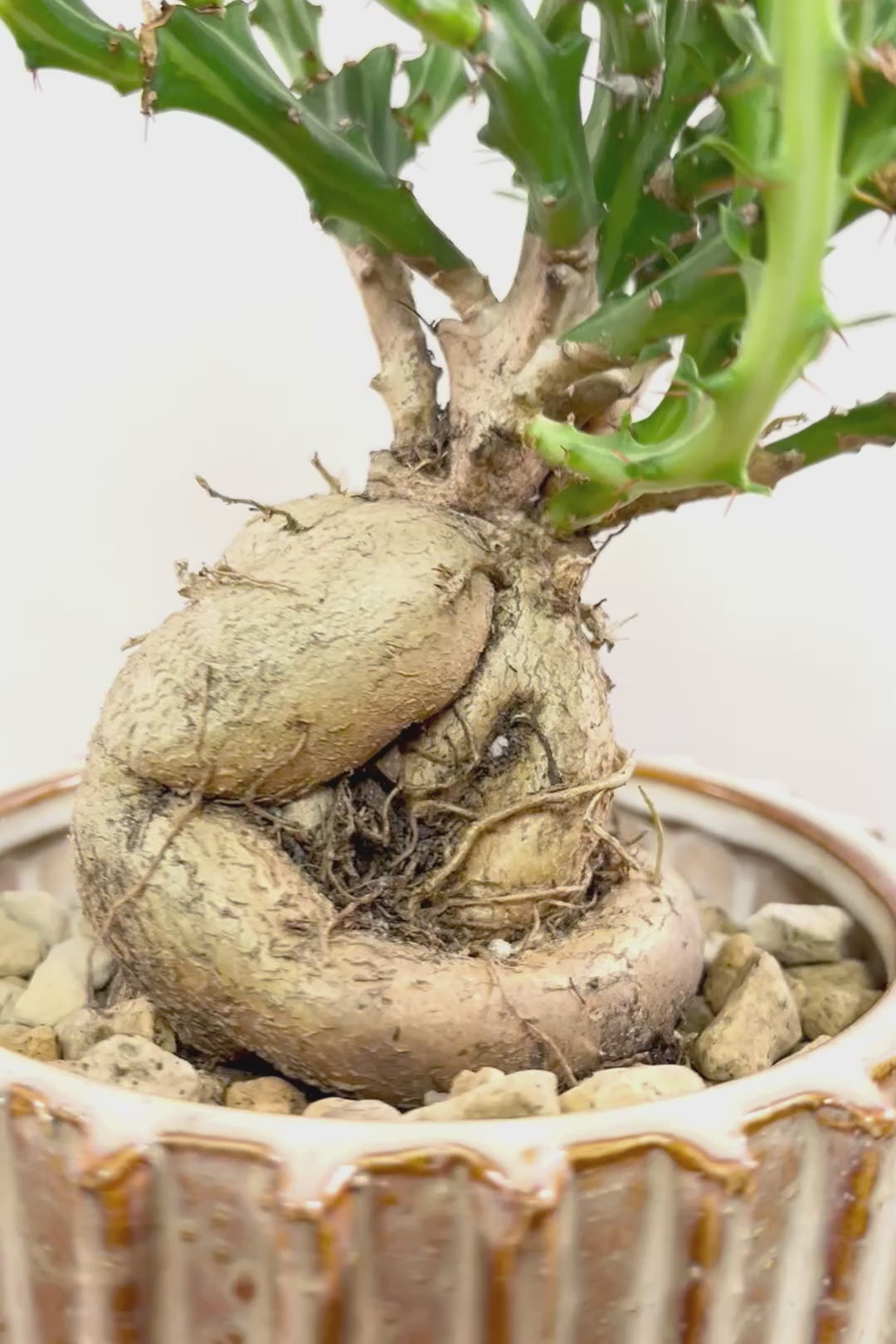 【ユーフォルビア クンチー】厳つい根から出ているトゲトゲの葉が特徴！APEGO初入荷の塊根植物です！