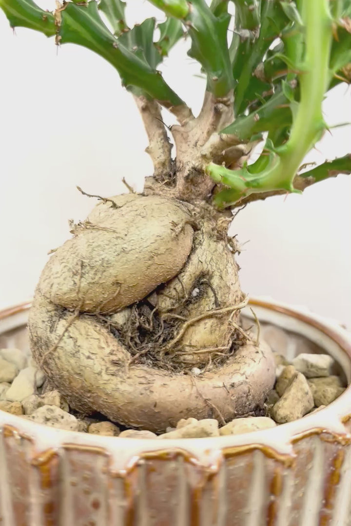 【ユーフォルビア クンチー】厳つい根から出ているトゲトゲの葉が特徴！APEGO初入荷の塊根植物です！