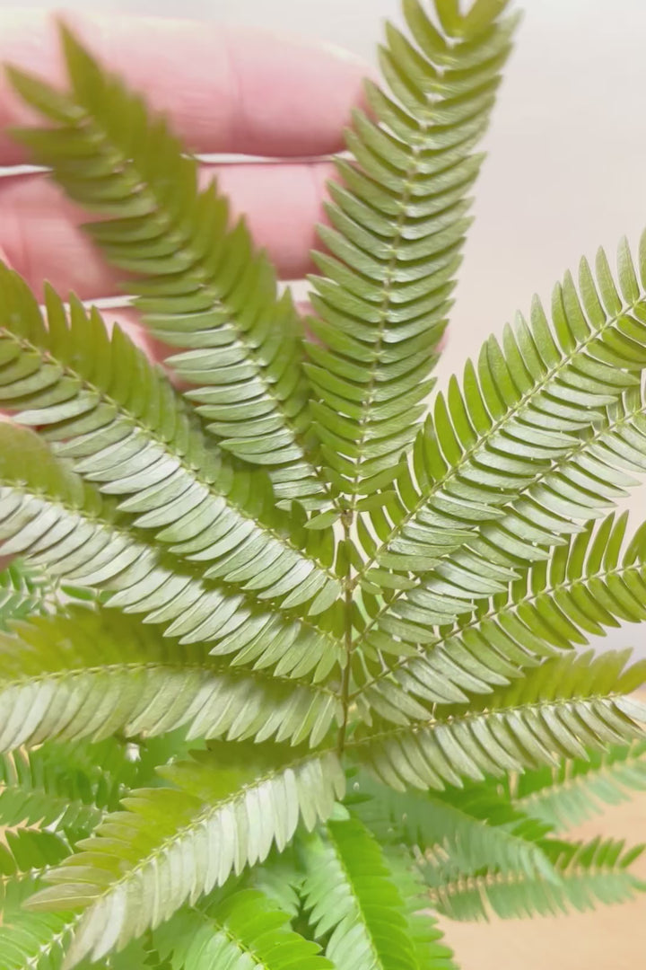 【エバーフレッシュ】バランスが良くて程よいサイズ感！そして雰囲気のある素敵な樹形！葉のバランスがとてもイイ感じですのでおススメです！