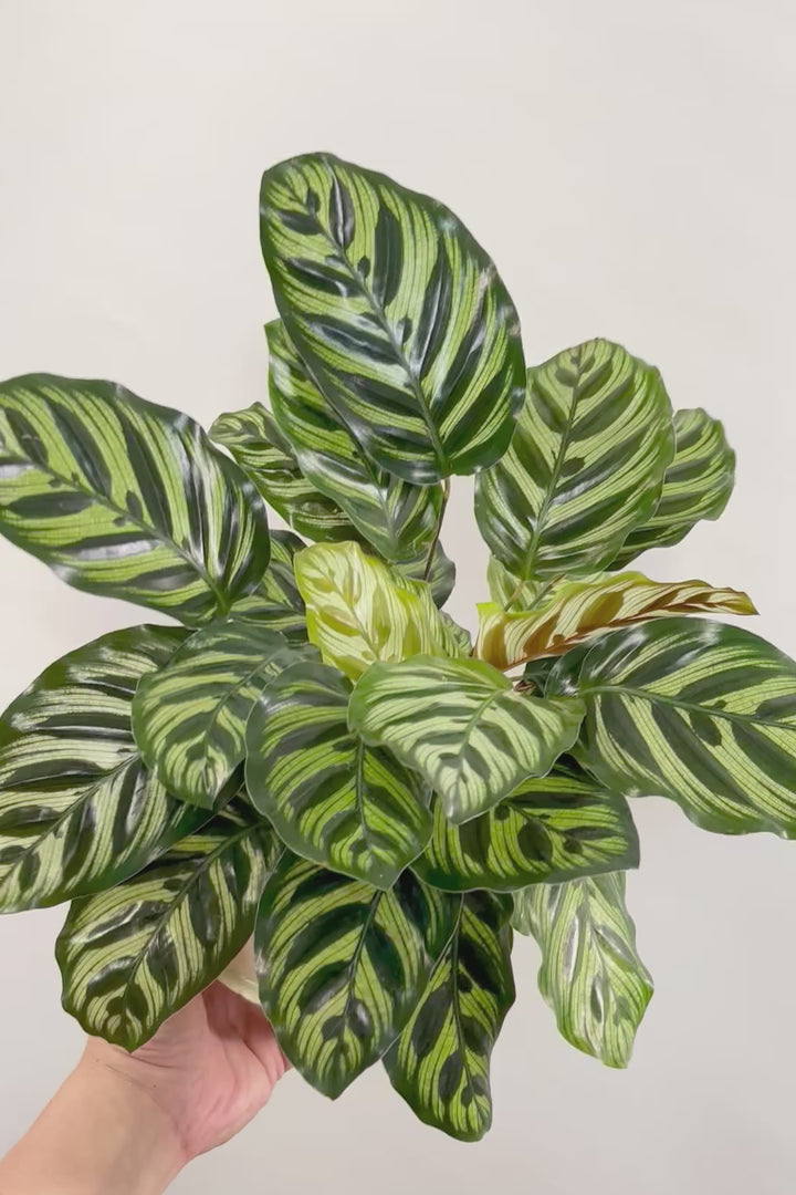 【カラテア マコヤナ】見てください！このボリューム！生産者さんがとても良い個体の物を出荷してくださいました！