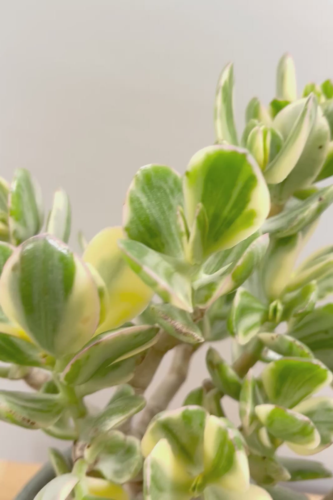 【クラッスラ 花月錦】ここまでの幹の物はまぁ他にはないと思います！植物というよりもはやアートです！