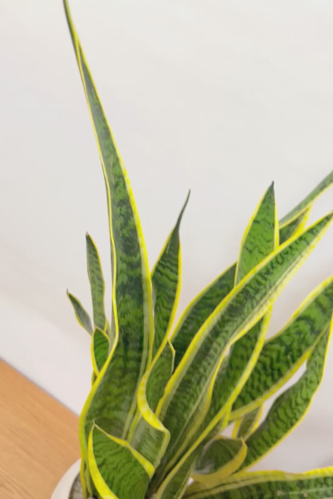 【サンスベリア ローレンティ】丸みのあるかわいいポット！ボリューム満点で存在感がありますので、贈り物にも人気です！