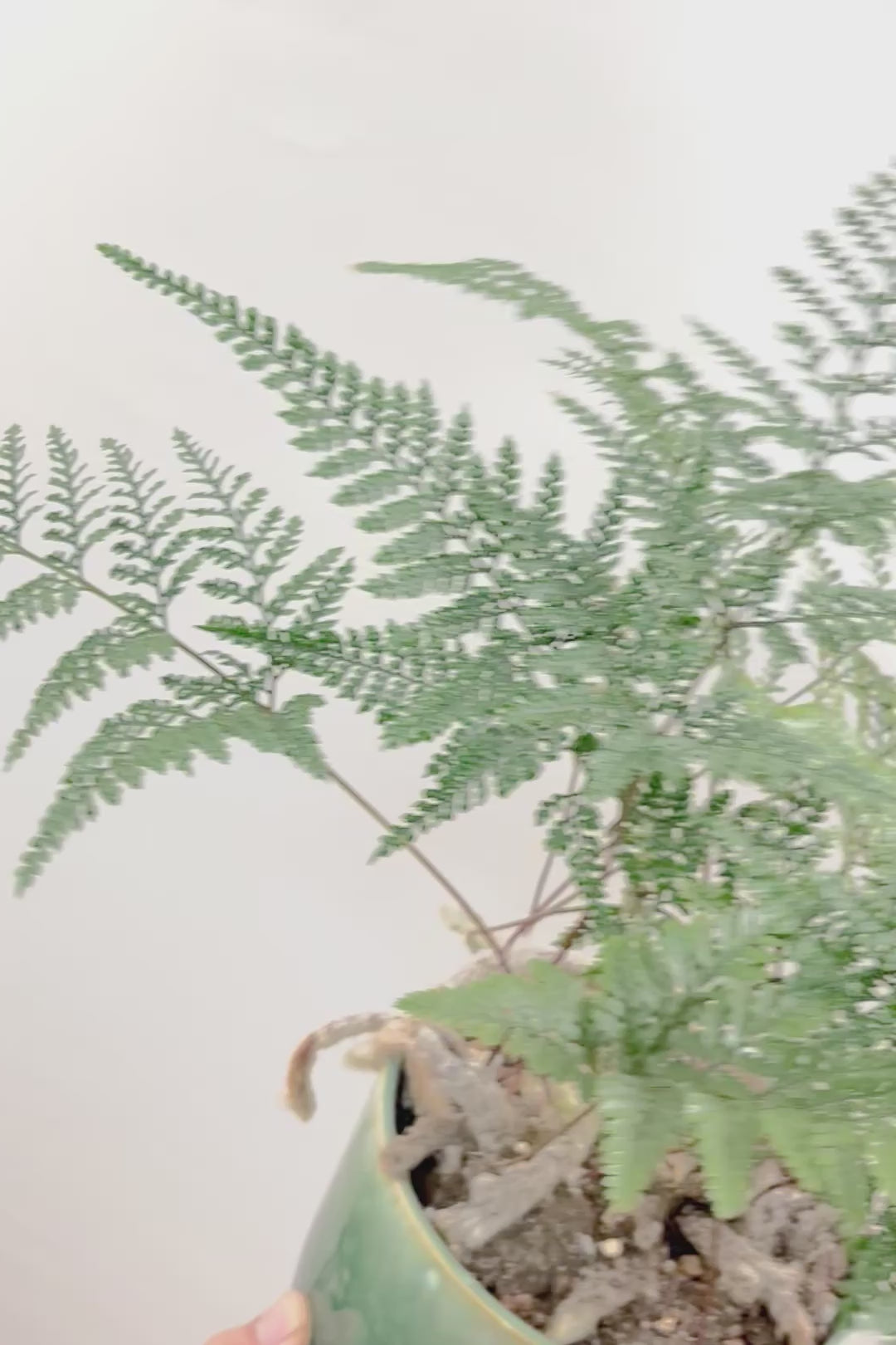 【シノブ】日陰に強い!そして触り心地がとても良い美しい葉です！白い根もたくさん出ていますよ！