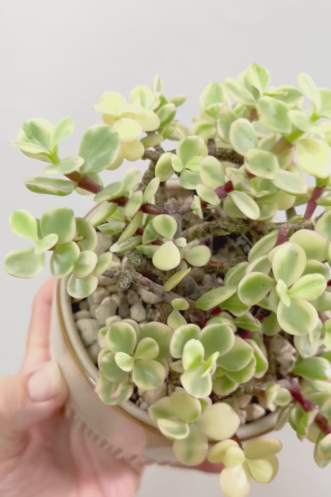 【ポーチュラカリア 雅楽の舞】人気の多肉植物！ここまで幹が立派なものは初めて見ました！おすすめです！