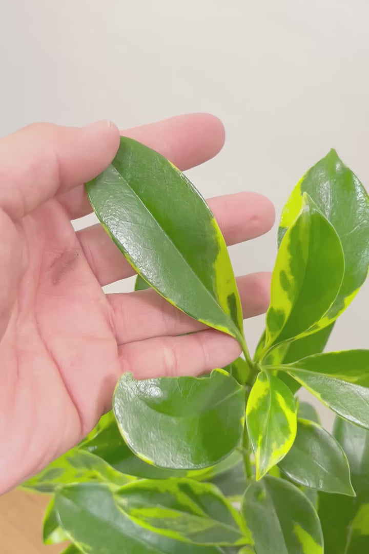 【ファグラエア バリエガタ】BIGでボリュームがあるタイプ！かなりレアな斑入り種です!日陰に強く育てやすい！